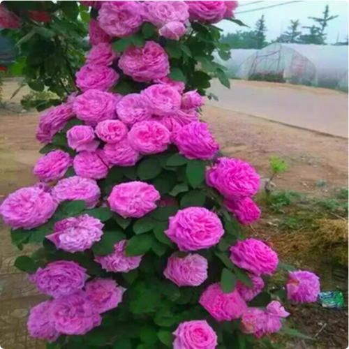 藤本月季多花蔷薇好养开花