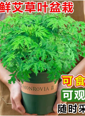新鲜艾草叶盆栽可食用绿植花卉香料室内驱蚊植物香艾草苗薄荷好养