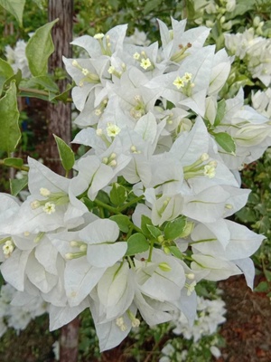 白色条纹  三角梅爬藤植物盆栽带花盆客厅庭院四季开花新款包邮