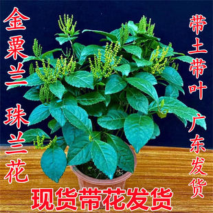 带花珠兰花浓香型鱼子兰阳台室内盆栽金粟兰珠兰花鸡爪兰四季常绿