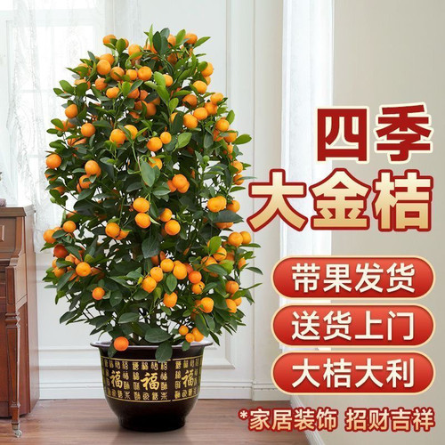 四季年桔盆栽观赏植物花卉盆景过年氛围喜庆乔迁入伙开业大吉带果