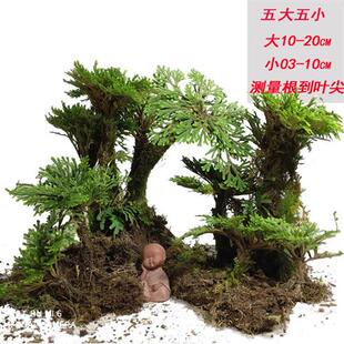 卷柏盆栽九死还魂草老桩假山吸水石蕨类植物见水还阳四季常青盆景