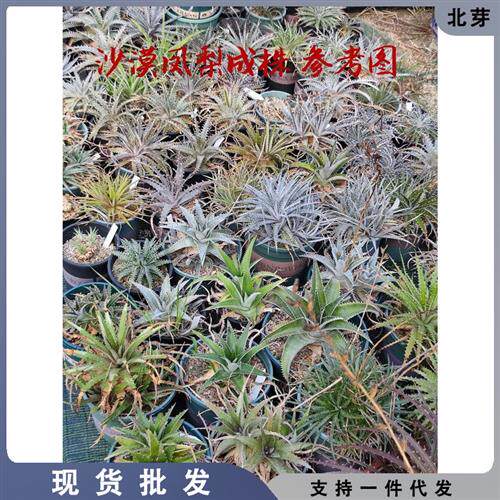 沙漠凤梨 沙生植物 仙人掌 凤梨科 空气凤梨 龙舌兰 芦荟多肉植物