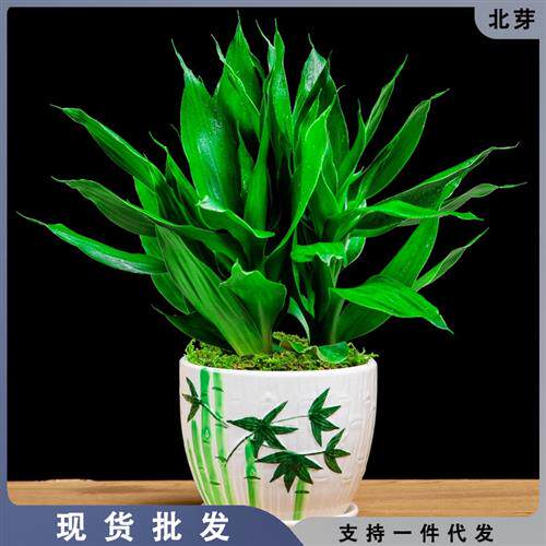 富贵竹新款水培植物当头盆栽芦荟办公室发财树节节高观音竹小绿植