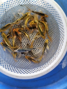 四条一组纯种金松叶锦鲤鱼长尾短尾招财好养活体包邮包活喂食群游