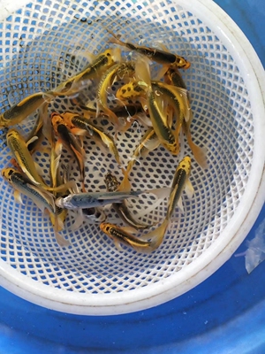 四条一组纯种金松叶锦鲤鱼长尾短尾招财好养活体包邮包活喂食群游