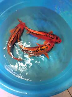 德系红松叶龙凤锦鲤活体鱼苗观赏鱼大部分地区满10包邮包活冷水鱼