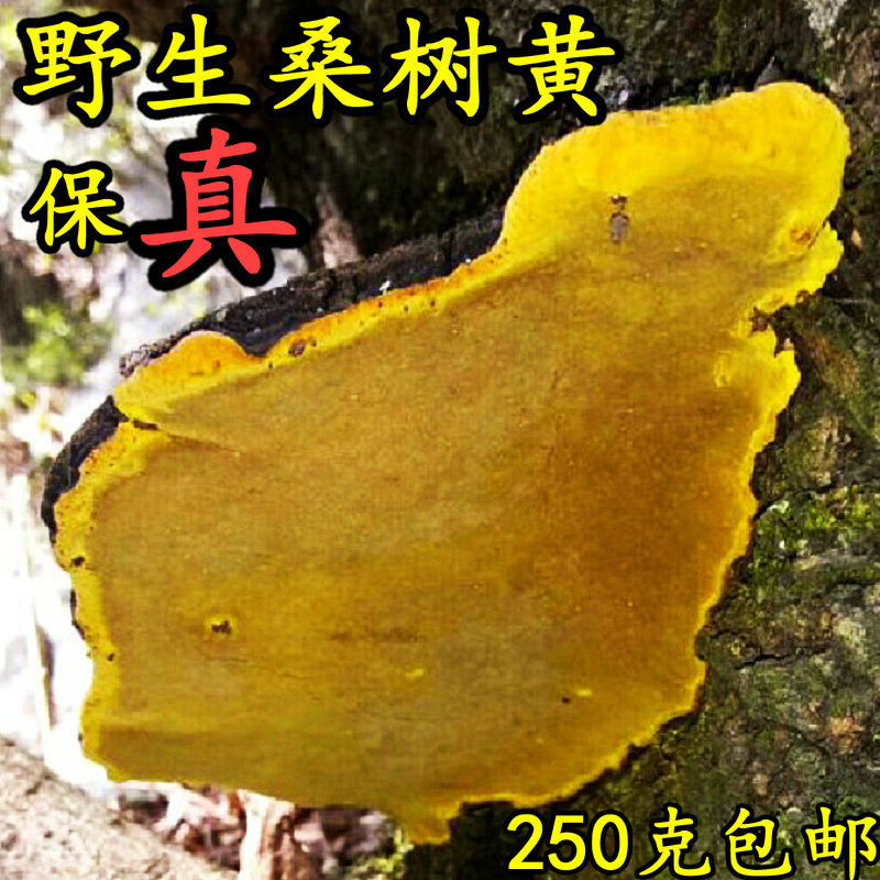 桑树林直发桑树桑黄桑黄西藏野生桑黄灵芝桑黄 野生桑黄非500g