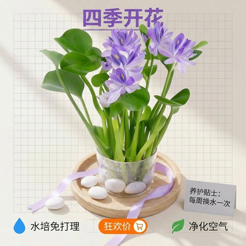 四季开花懒人招财元宝水培水养净化花卉卫生间客厅办公室植物桌面
