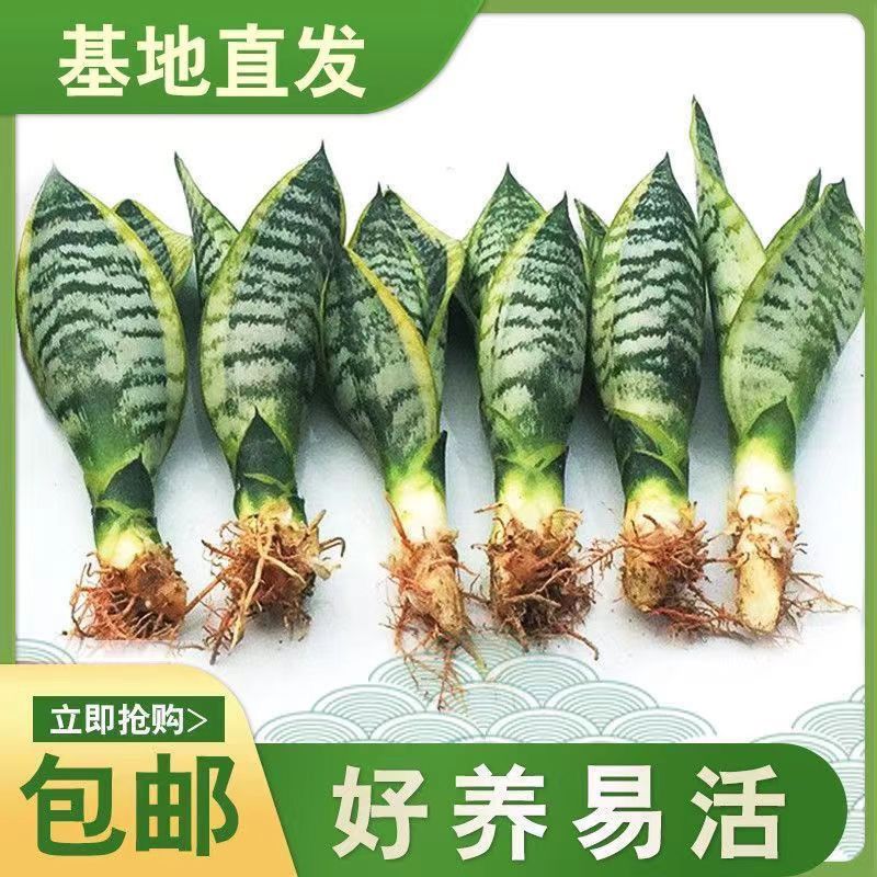 招财金边虎皮兰室内吸甲醛防辐射绿植花卉室内净化空气虎尾兰