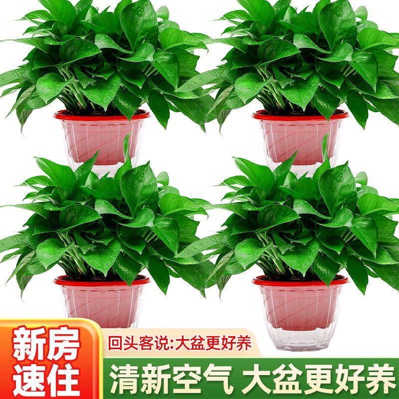 绿萝盆栽绿植基地直销花卉盆栽除甲醛净化空气绿植盆栽吊篮植物图片