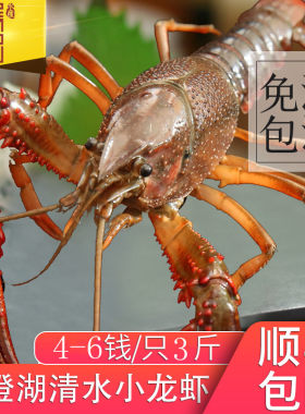苏州清水养殖鲜活小龙虾现捞现发
