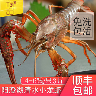 苏州鲜活小龙虾清水养殖青红虾现捞现发特大号生鲜活体京东冷链