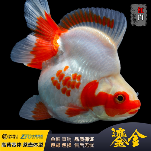 鎏金金鱼观赏鱼短尾高背