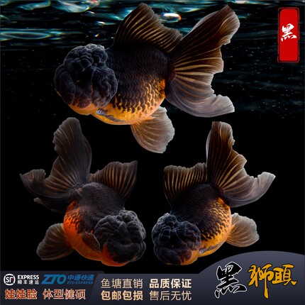 金鱼观赏鱼黑狮子头将军泰狮元宝狮大型小型泰狮冷水淡水好养精品