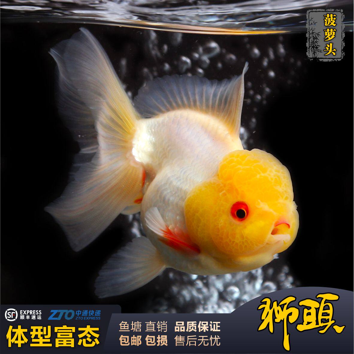 金鱼观赏鱼活体鹤顶红单顶狮头国狮元宝狮泰狮菠萝头鱼缸养淡水鱼