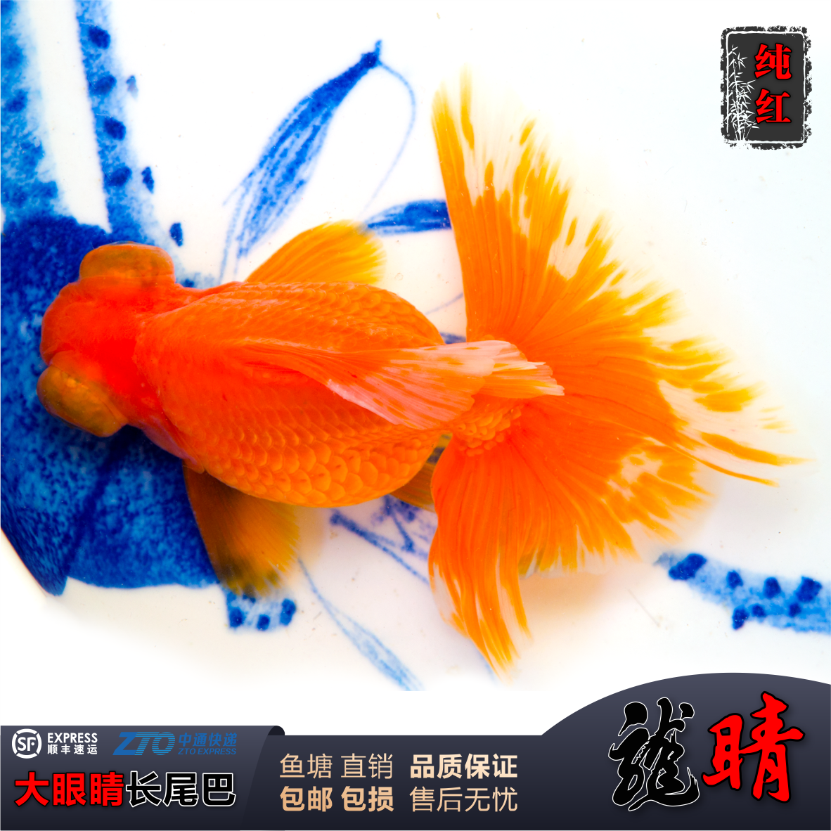 龙睛金鱼观赏鱼活体大眼金鱼黑龙眼红龙晶包金冷水淡水鱼蝶尾龙晶