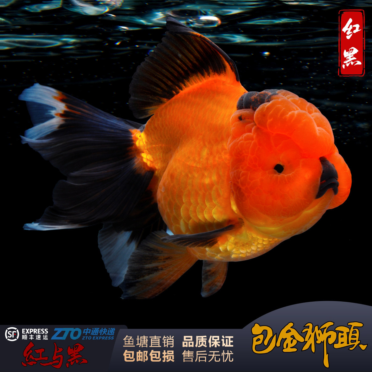 观赏鱼金鱼将军泰狮国狮大头金鱼铁包金狮子头冷水淡水大型鱼缸养