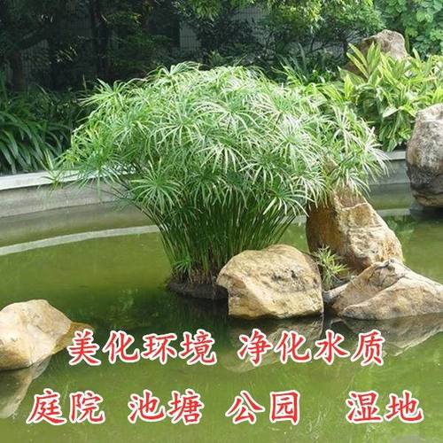 盆栽水养鱼池黄菖蒲植物再力花