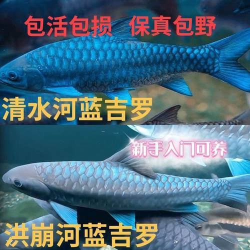 新店开业买3送1清水河保山洪崩河异口蓝吉罗入门新手可养冷水耐养