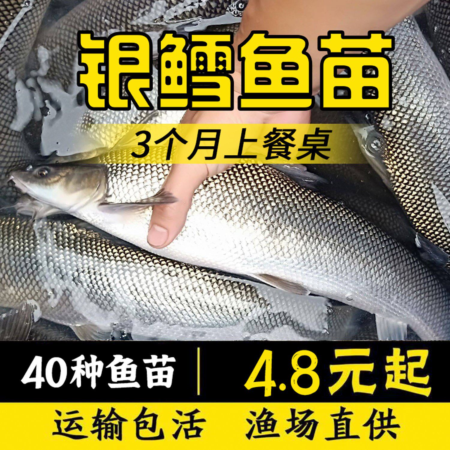 优质淡水银鳕鱼苗大鳞鲃