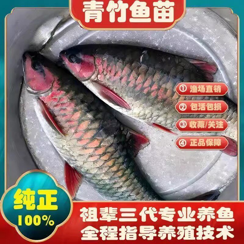 【青竹鲤鱼苗】青竹倒刺鲃鲤苗淡鱼