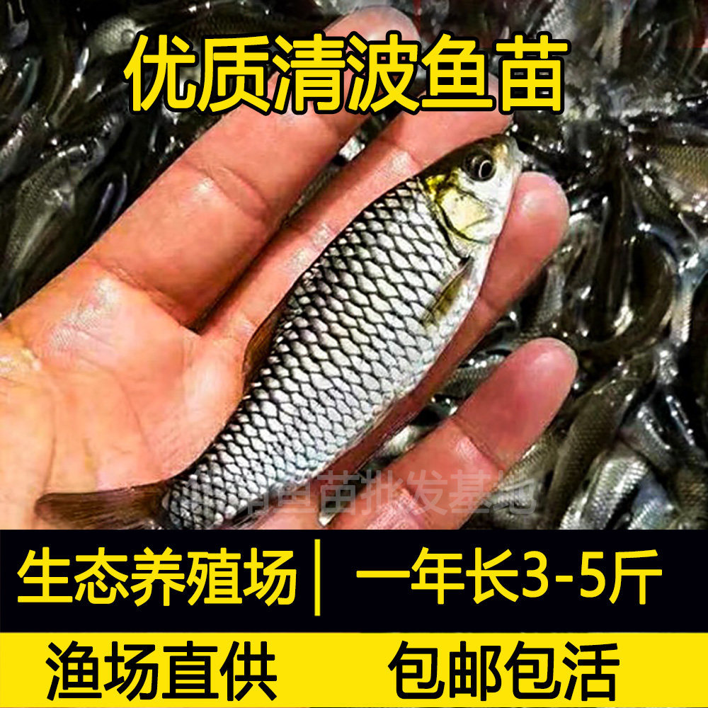 青波鱼苗中华倒刺鲃乌