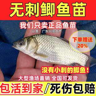 无刺鲫鱼苗软骨鲫喜头鱼工程鲫中科鲫鱼银鲫黄金鲫鱼