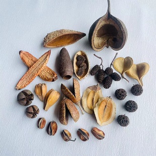 南美缸原生缸造景装饰天然落叶果实果壳底床修饰缸造景天然素材