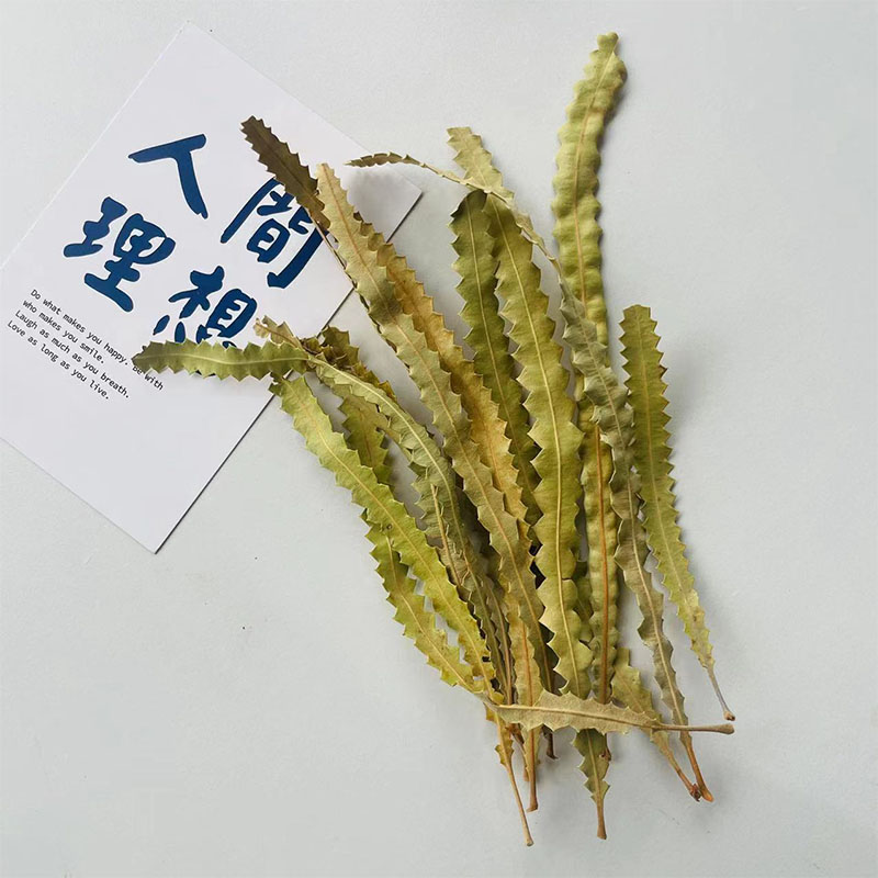 【班克木叶】永生植物叶子天然真树叶玻璃罩相框香皂手工diy材料