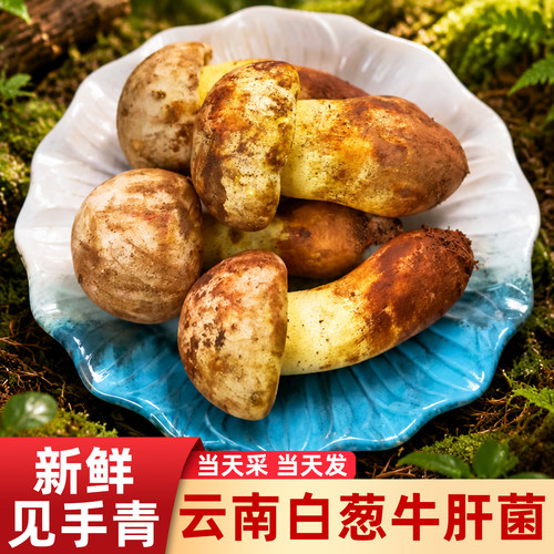 云南新鲜白葱牛肝菌野生见手青