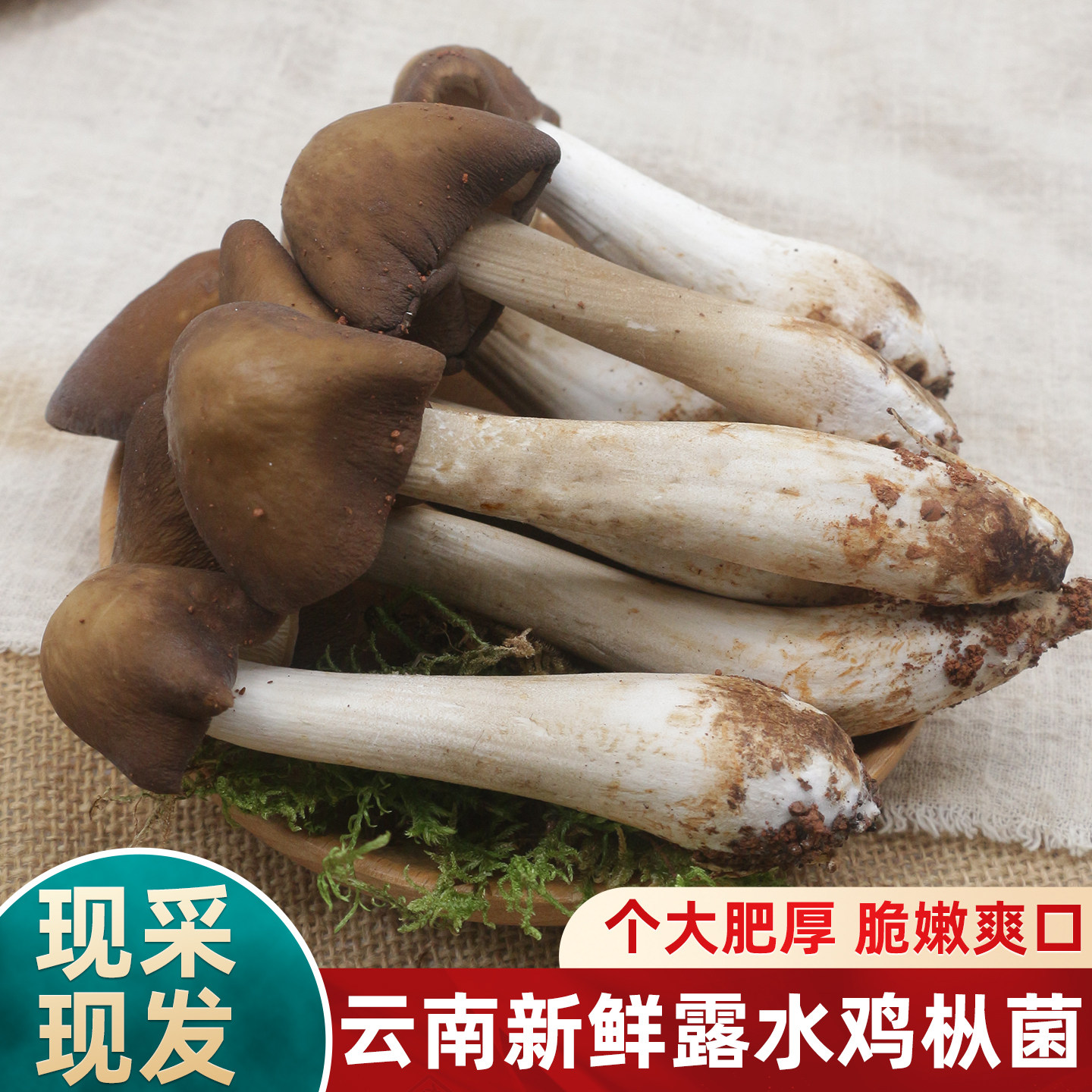 新鲜露水鸡枞菌500g云南特产菌菇