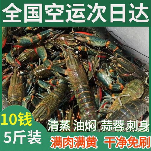 澳洲鲜活小龙虾超大特大淡水养殖清水蓝龙虾一两以上（干净免刷）