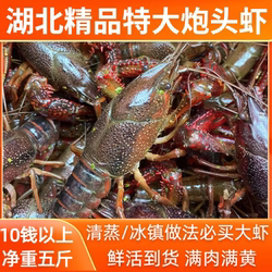 湖北潜江鲜活清水小龙虾超大特大号10钱一两大青红虾炮头小龙虾