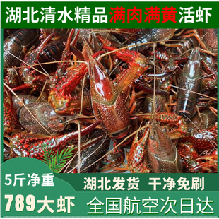 湖北潜江清水鲜活小龙虾789钱五斤大虾超大顺丰包邮(满肉满黄)