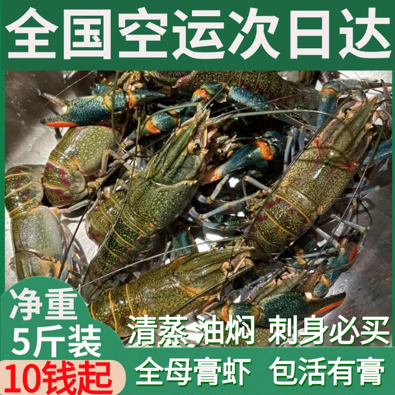 澳洲鲜活小龙虾超大特大淡水养殖清水蓝龙虾10钱（全母膏虾5斤）