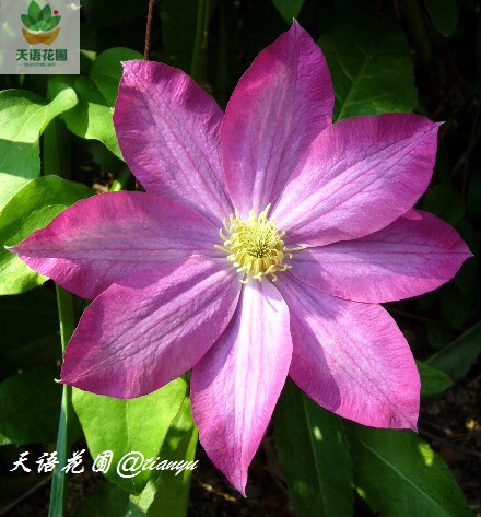 Over one hundred Aisha Areguro Clematis Climbing flowers and plants Japan Imported Breed Big flower 1 yearsin the Flower delivery/Flowers simulation/Plants gardening , Flowers/Potted plants (New) , Flowers  category - from Buy2taobao.com to provide professional Taobao agent buy service