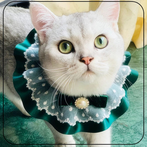 猫咪围兜猫狗项圈生日贵妇装扮