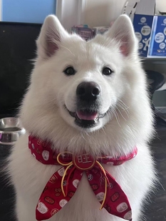 狗狗喜庆围巾新年围脖过拜年结婚衣服婚礼红配饰可爱项圈柴犬猫领