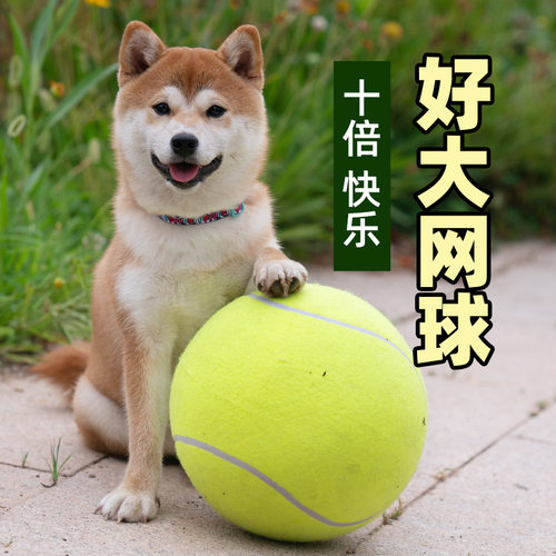 犬柯基法斗逗狗解闷宠物用品