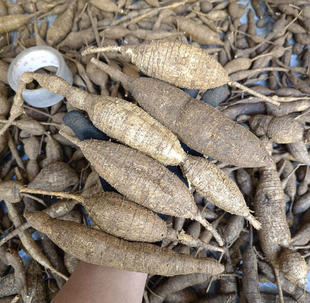 正宗广西土货新鲜牛大力野生小叶甘草牛清香甘甜煲汤泡酒