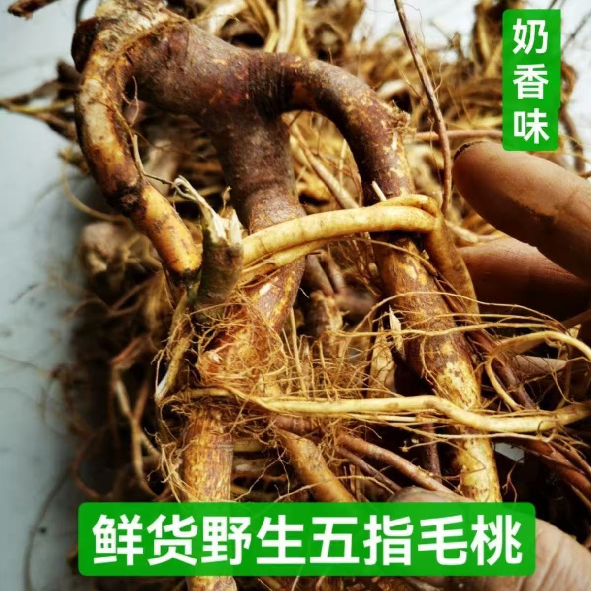 正宗野生五指毛桃中药材天然晒干五爪龙老根新鲜现挖煲汤料祛湿茶