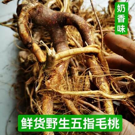 湿气重的“死对头”！正宗五指毛桃椰香浓郁，喝走黏腻身体轻