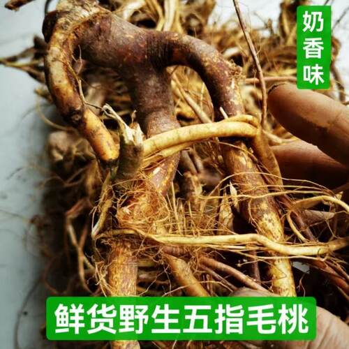 正宗野生五指毛桃中药材天然晒干五爪龙老根新鲜现挖煲汤料祛湿茶