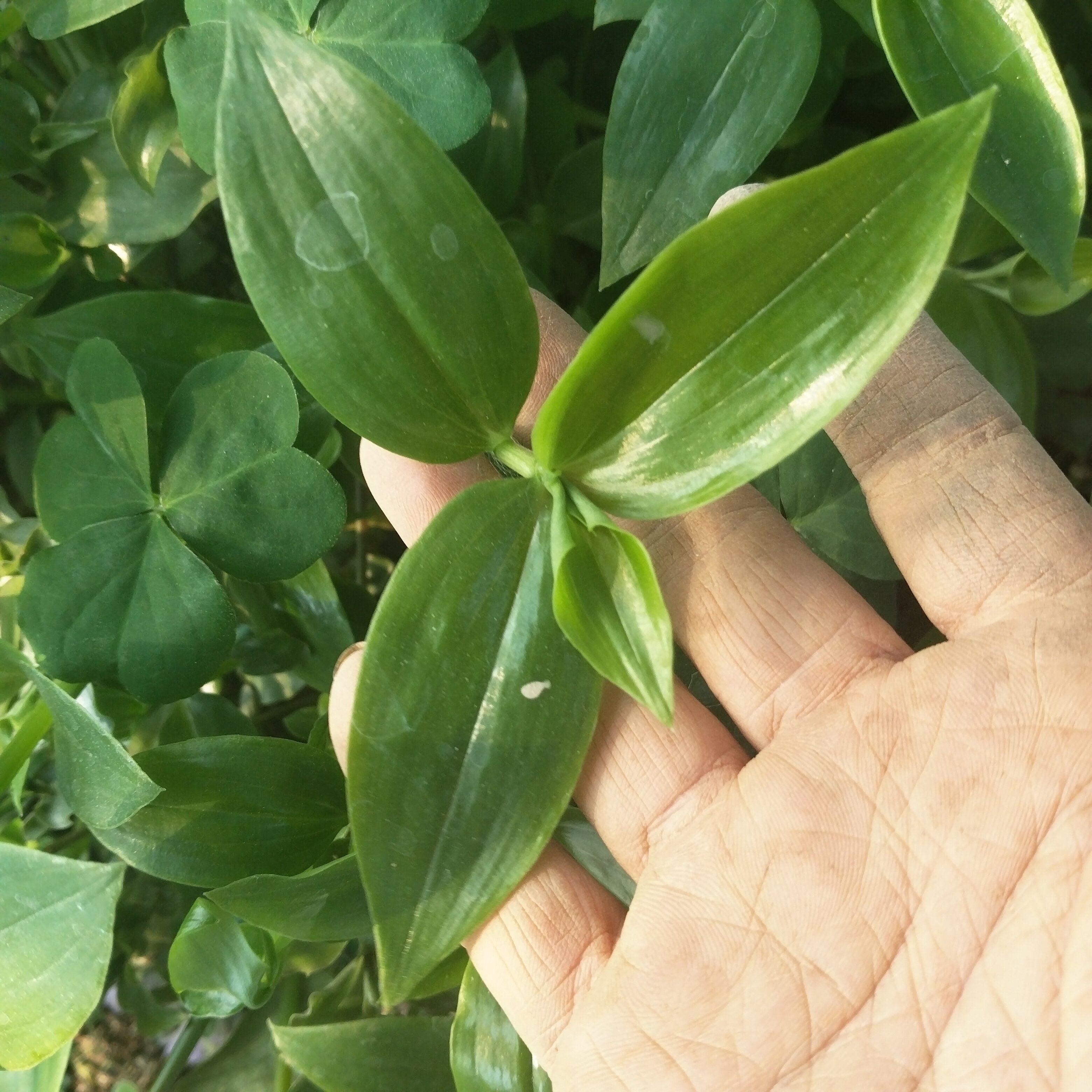 大叶野菜石槲菜鸭跖草四季青叶菜冬季火锅可食用多年生草本植物