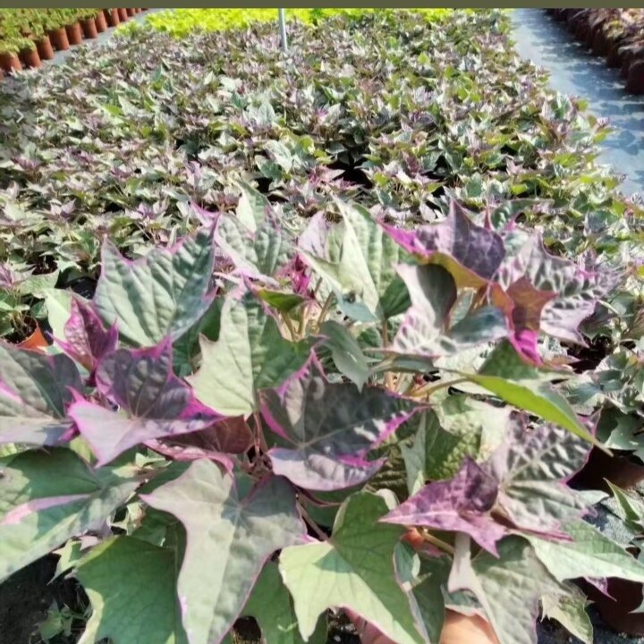 彩叶番薯盆栽绿化紫叶红薯观赏甘薯花镜植物多年生别墅盆栽阳台