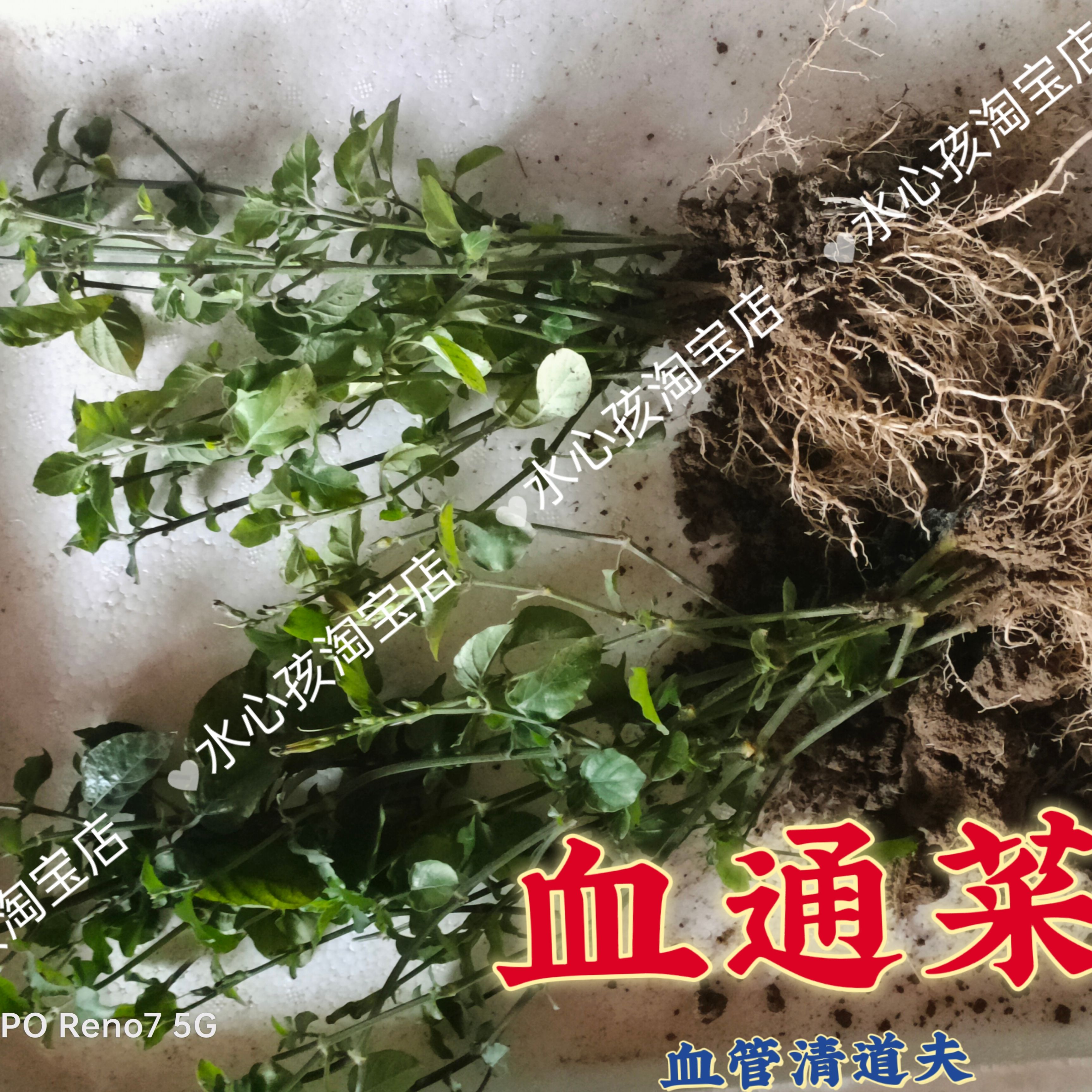 9棵易爆盆血通菜宽叶绿线叶十万错酒店特色养生野菜贵族庭院阳台