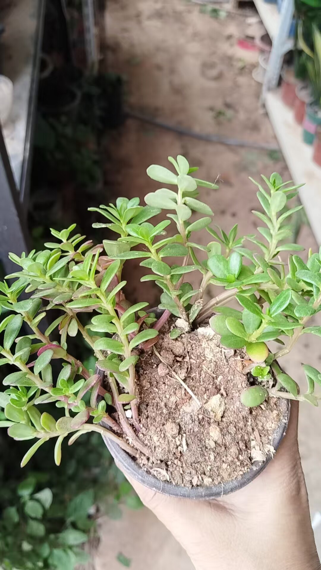 太阳花苗马齿苋圆叶苗枸杞子盆栽阳台种四季菜开花多色庭院别墅