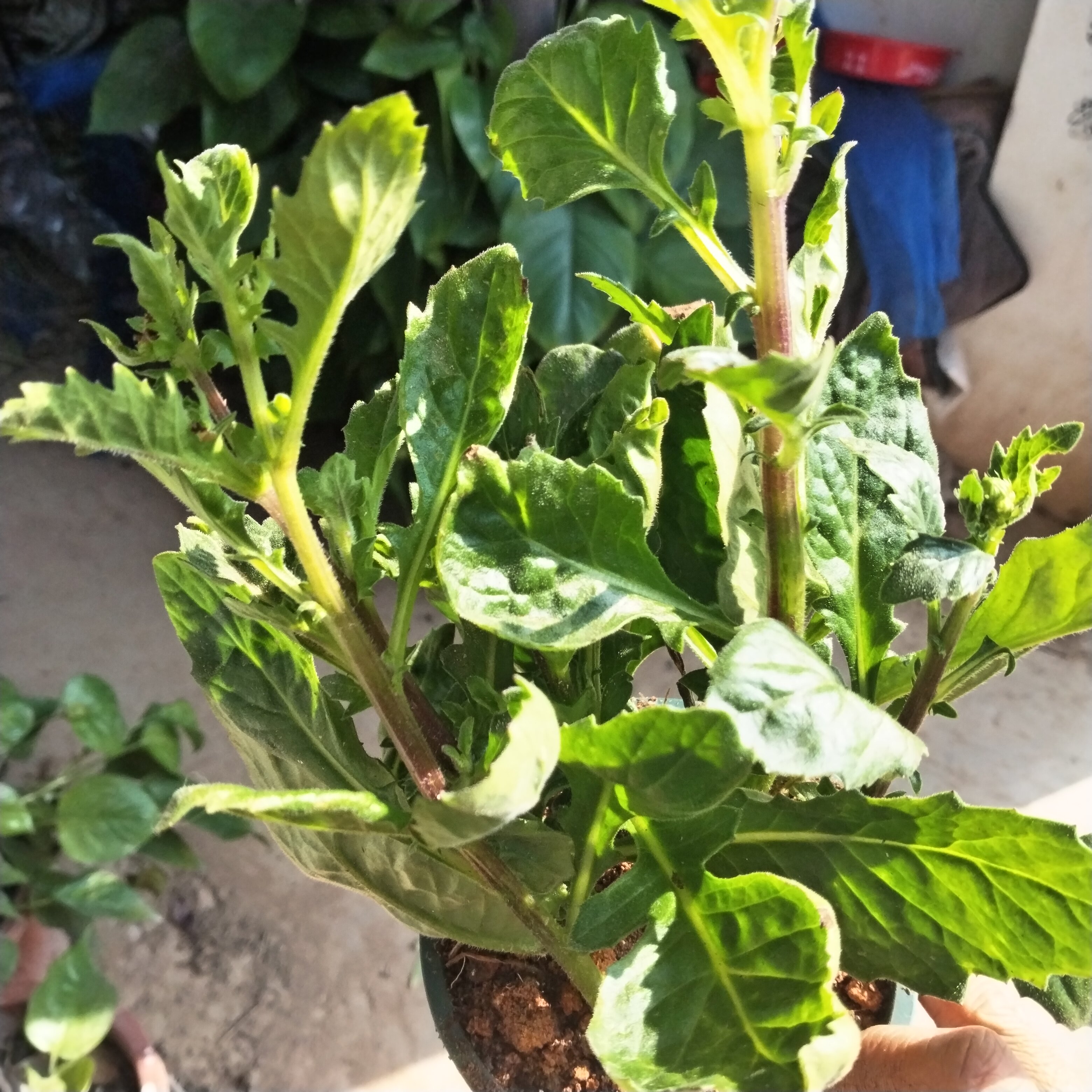 （壮苗漳州片仔癀草白凤菜藤榨汁煮水有机蔬菜水果榨汁奶茶盆栽