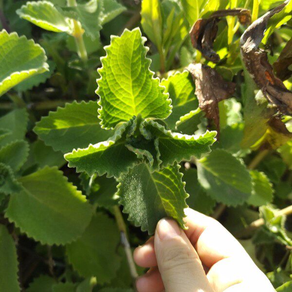 大叶左手香苗到手香苗可食用薄荷苗驱蚊草香草苗碰碰香苗绿植盆栽